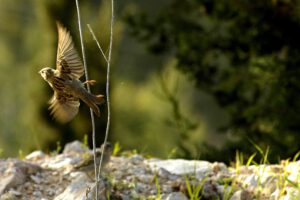 Queen Sparrow