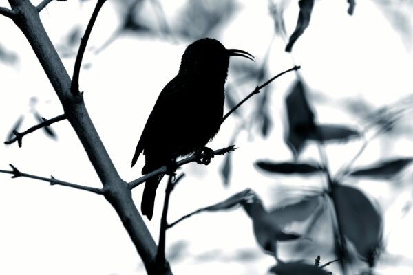 Sunbird silhouette